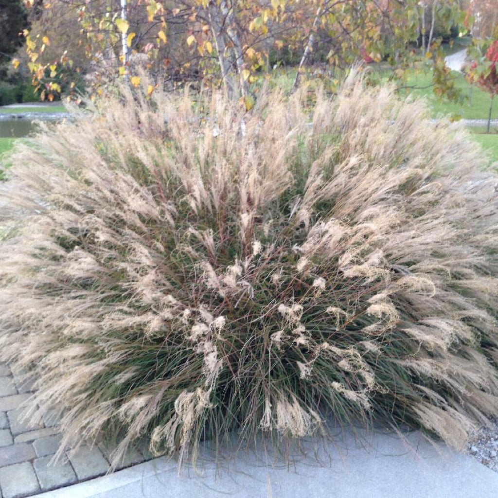 Miscanthus sinensis 'Little Kitten' Grass