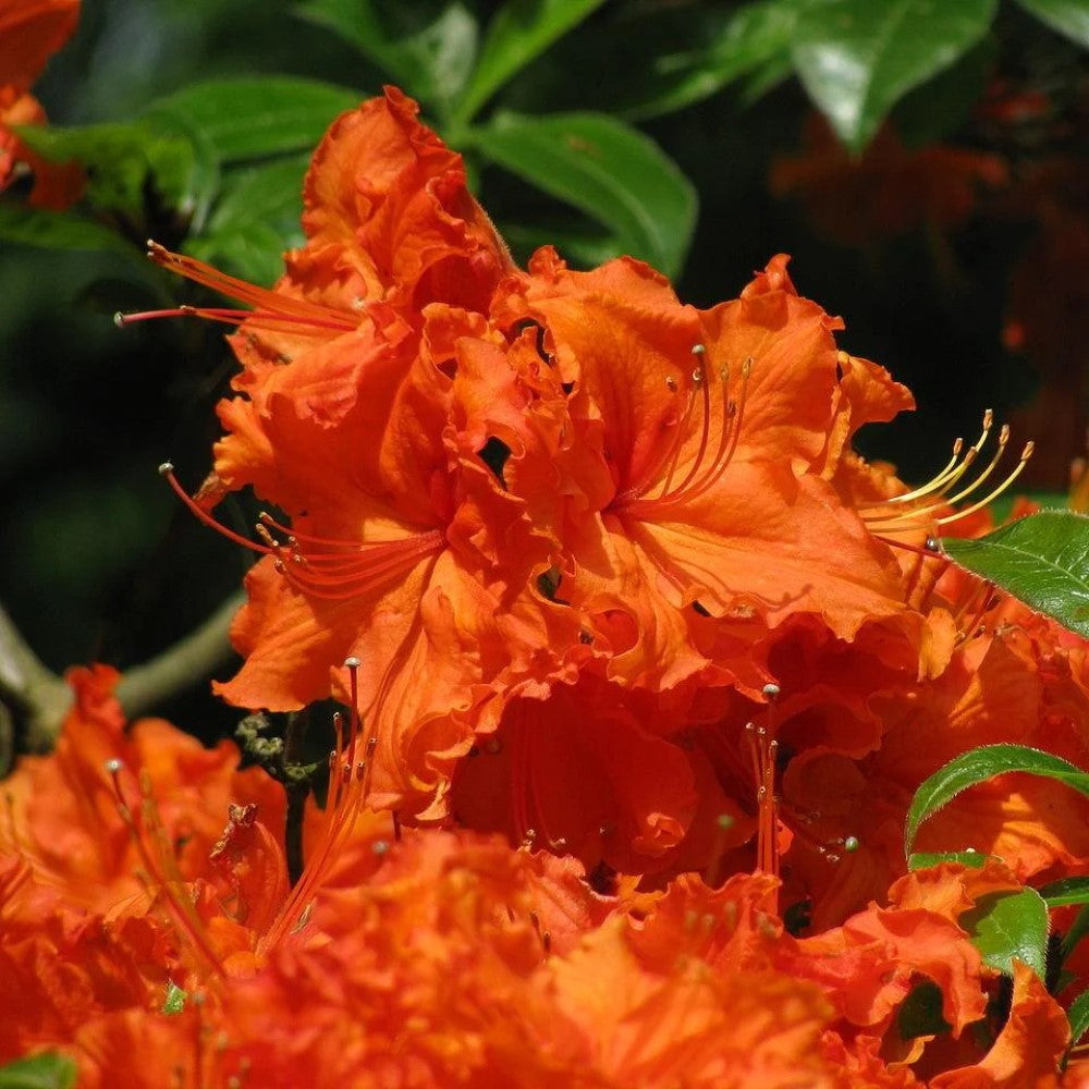 Nathan Bedford Forrest Native Azalea