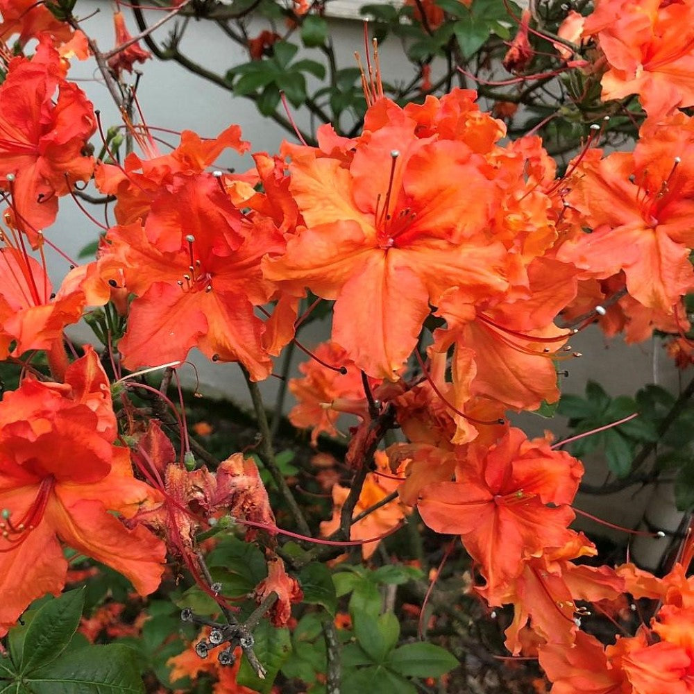 Nathan Bedford Forrest Native Azalea