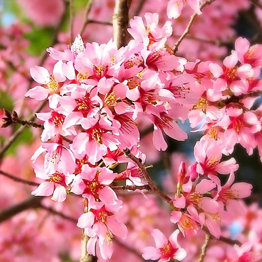 Okame Cherry Tree- Standout Tree