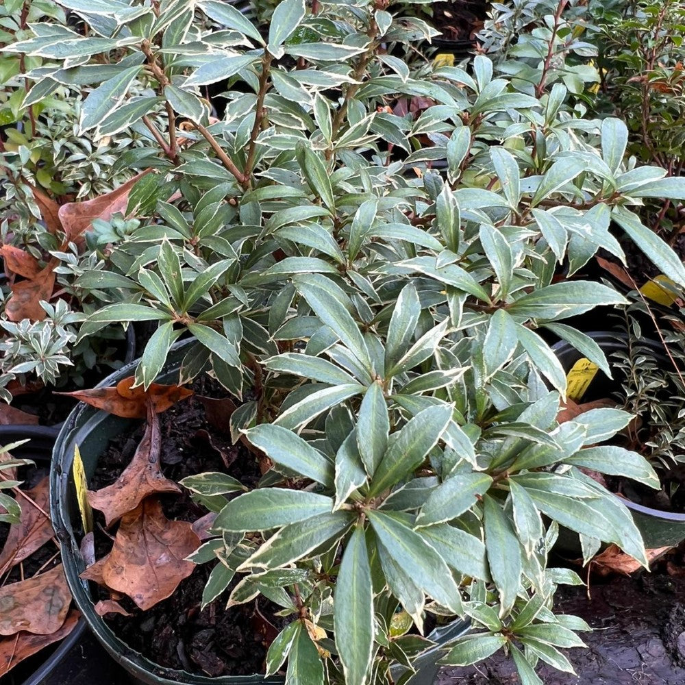 Pieris japonica ‘Little Heath’