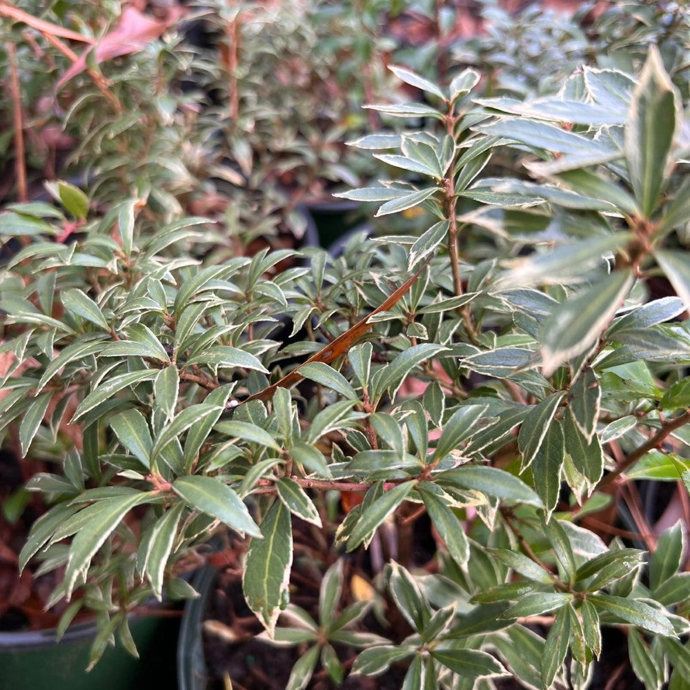 Pieris japonica ‘Little Heath’