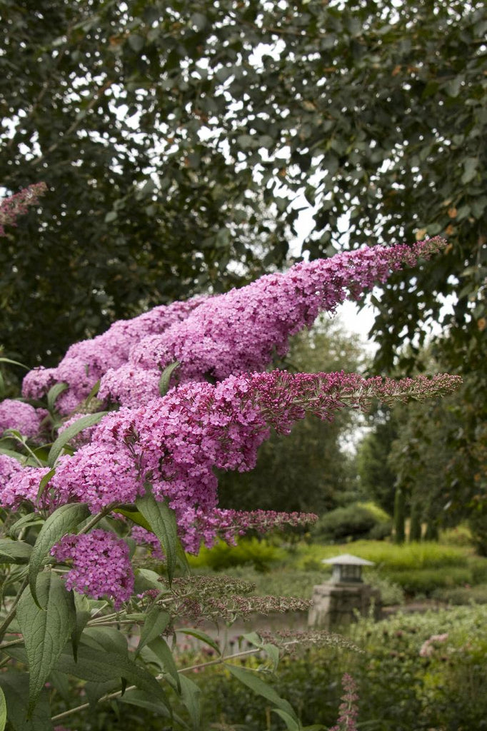 Pink Delight Butterfly Bush