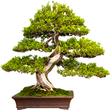 Bonsai Store