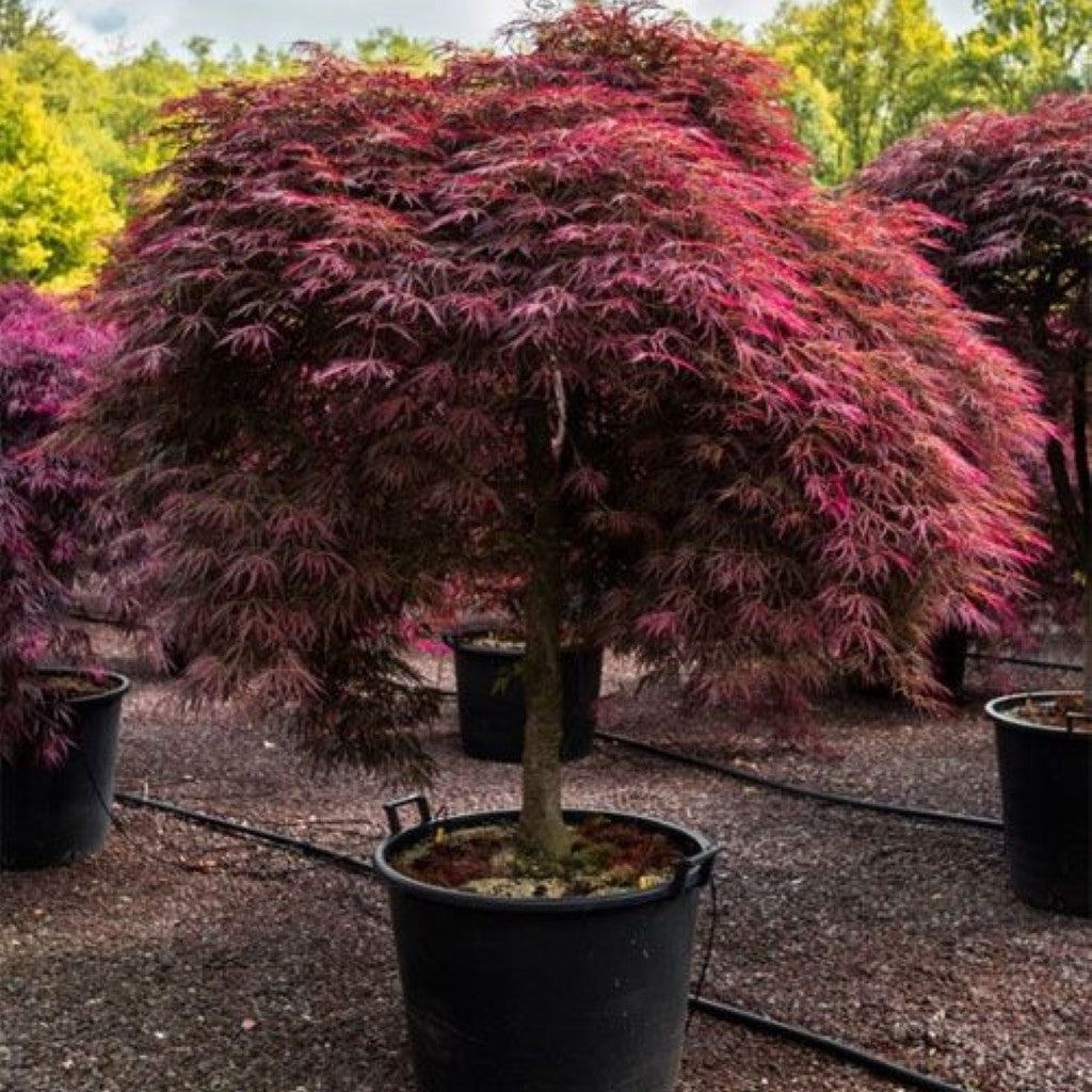 Tamukeyama Japanese Maple