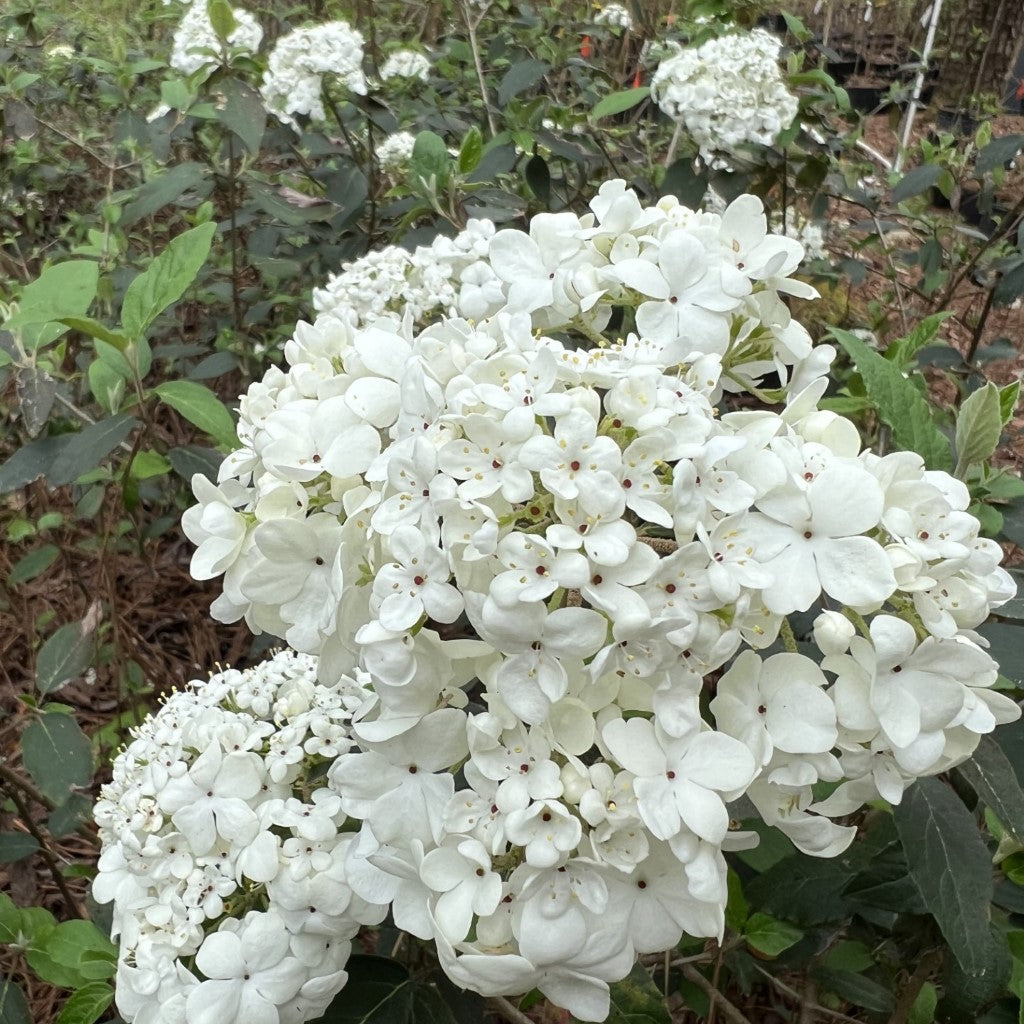 Spring Lace Viburnum Shrub