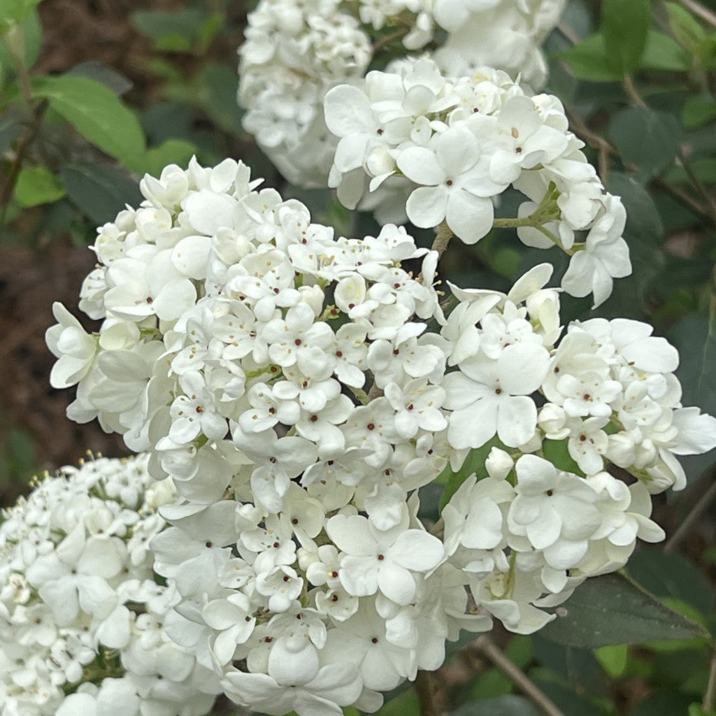 Spring Lace Viburnum Shrub