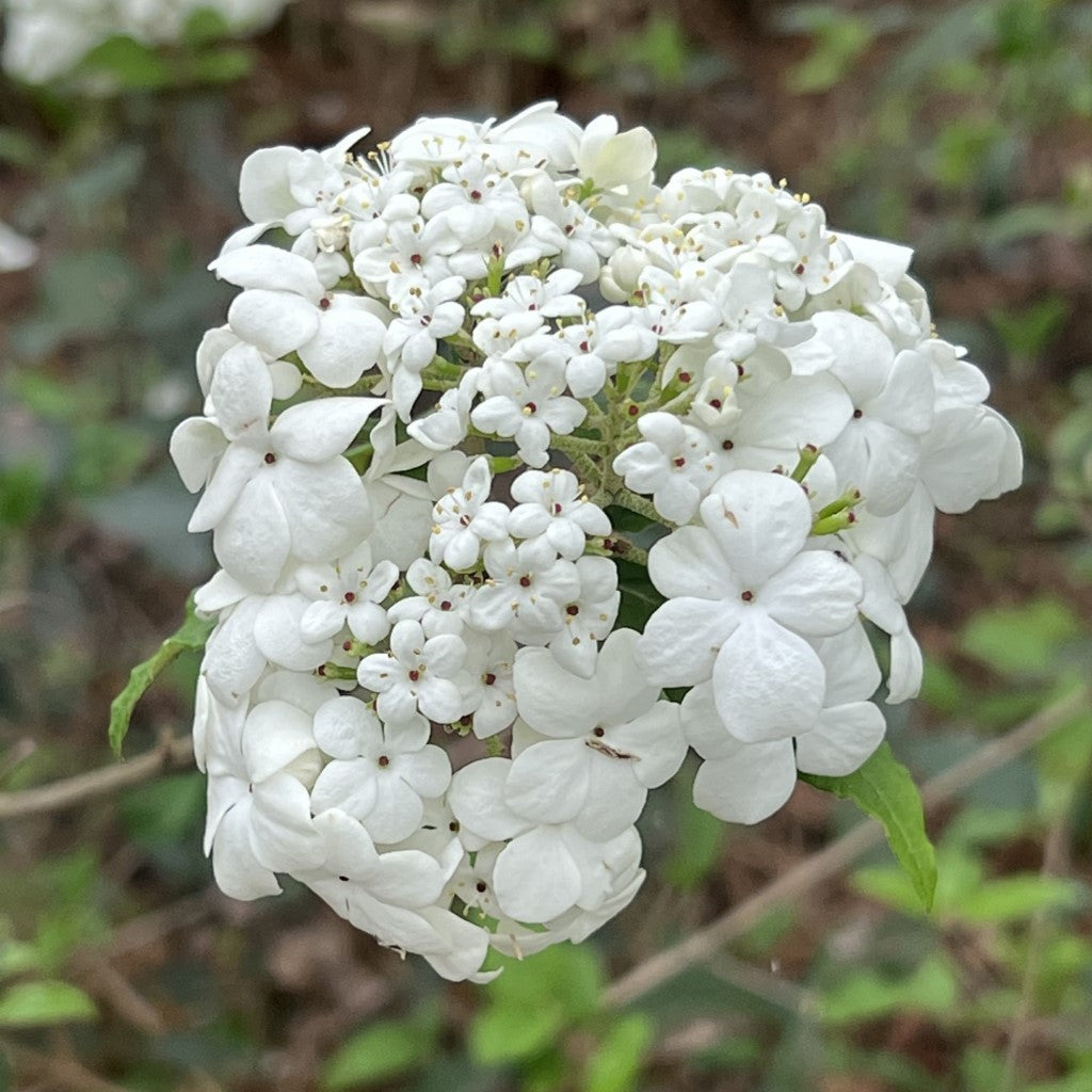 Spring Lace Viburnum Shrub