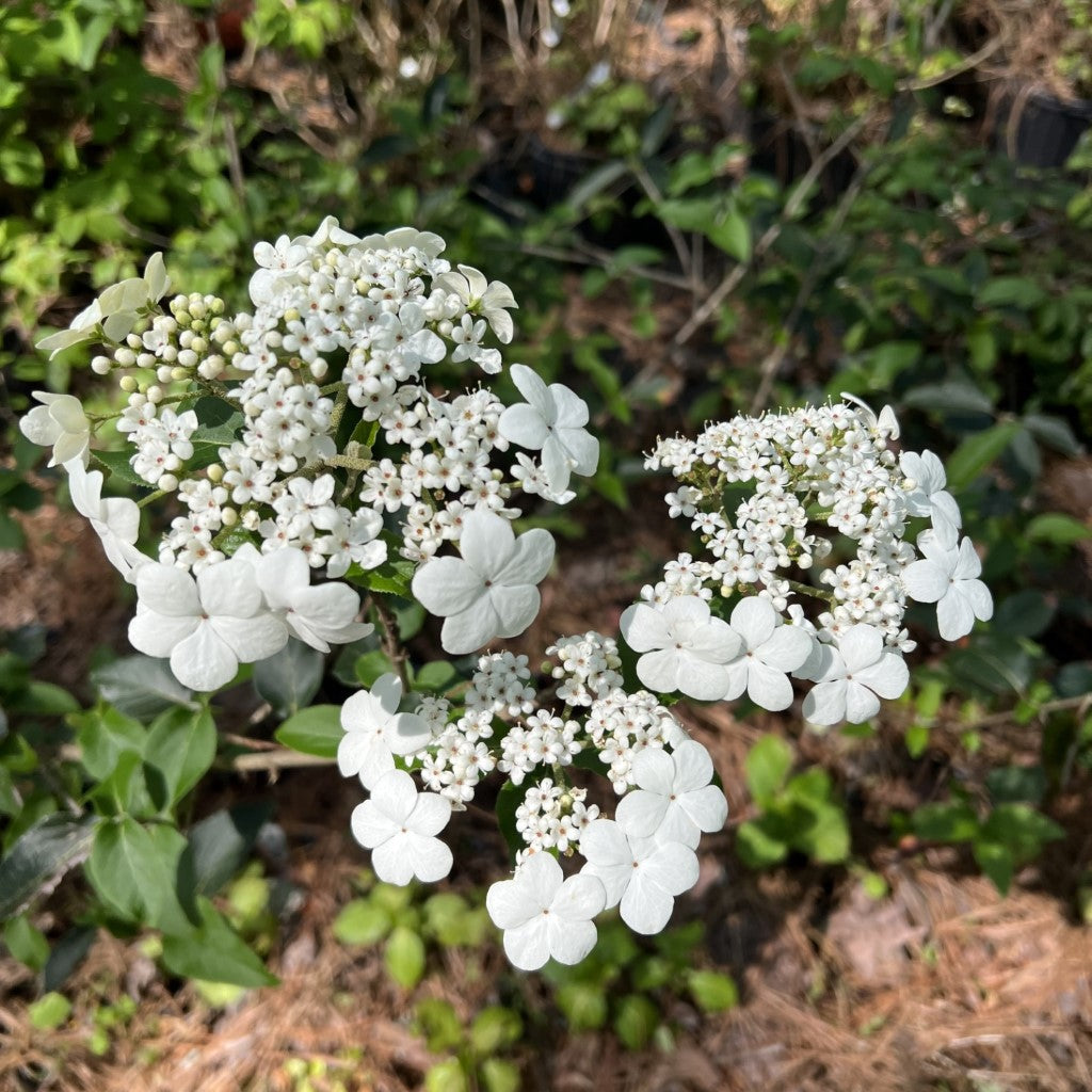 Spring Lace Viburnum Shrub