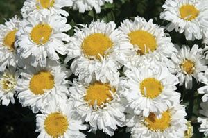 (1 Gallon) 'Real Glory'Shasta Daisy