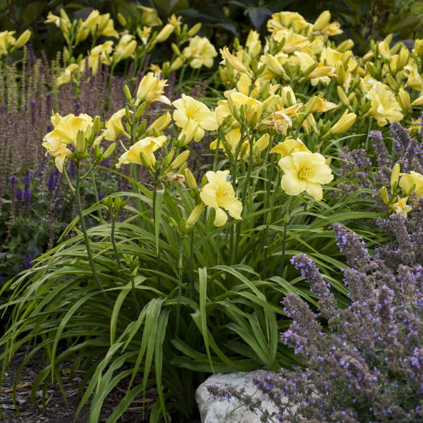 1 Gallon Pot: Hemerocallis Rainbow Rhythm 'Going Bananas' PP17164 Daylily