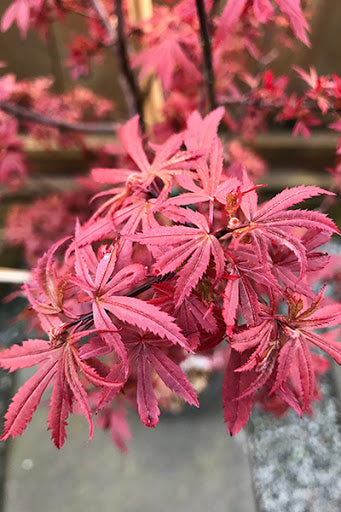 Kandy Kitchen Japanese Maple