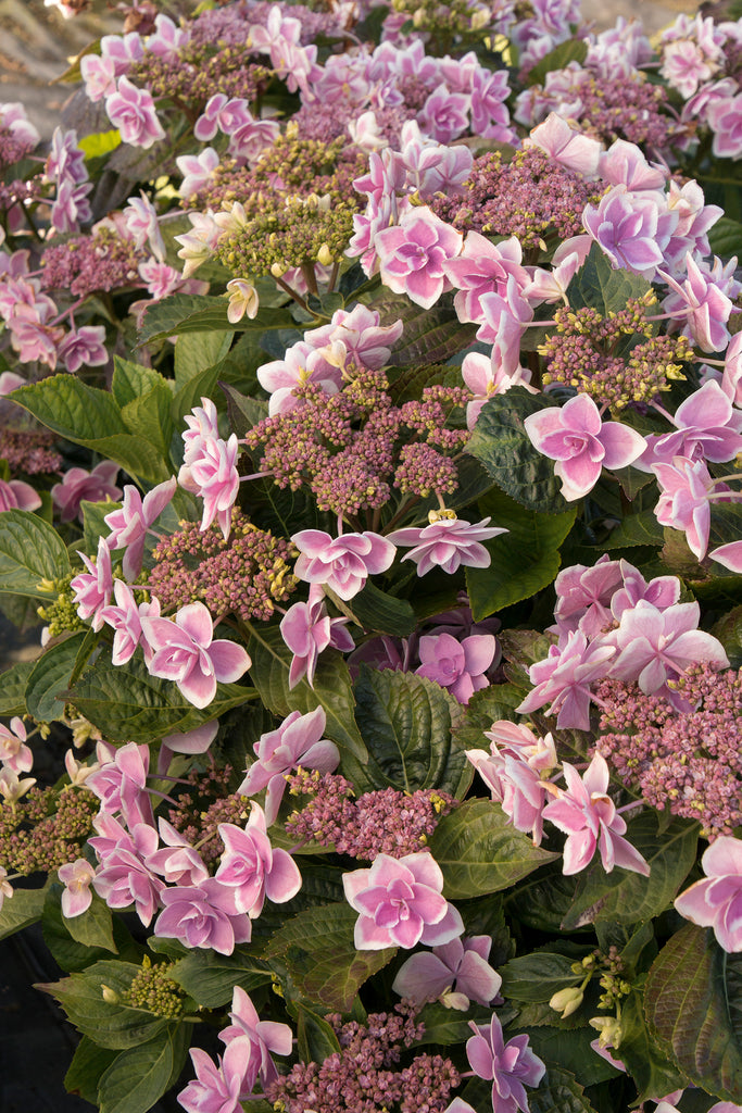 Hydrangea 'Stargazer'