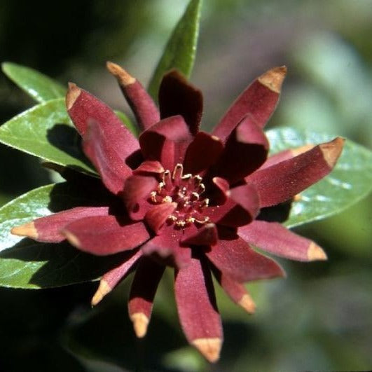 Carolina All Spice Sweet Shrub