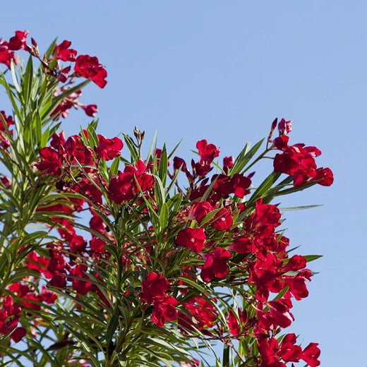 Red Oleander