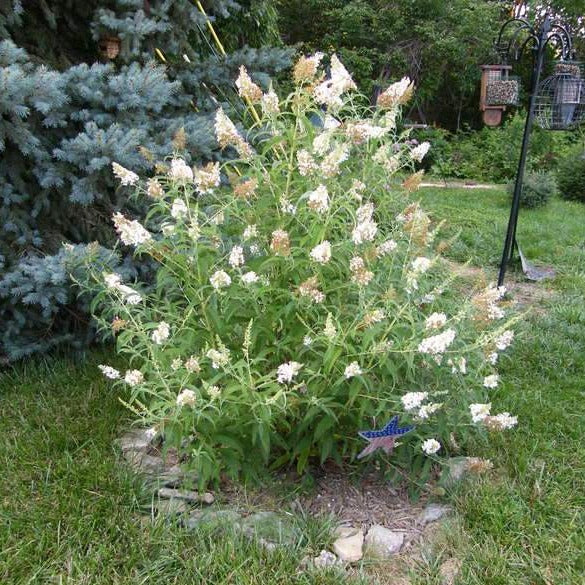 White Profusion Butterfly Bush