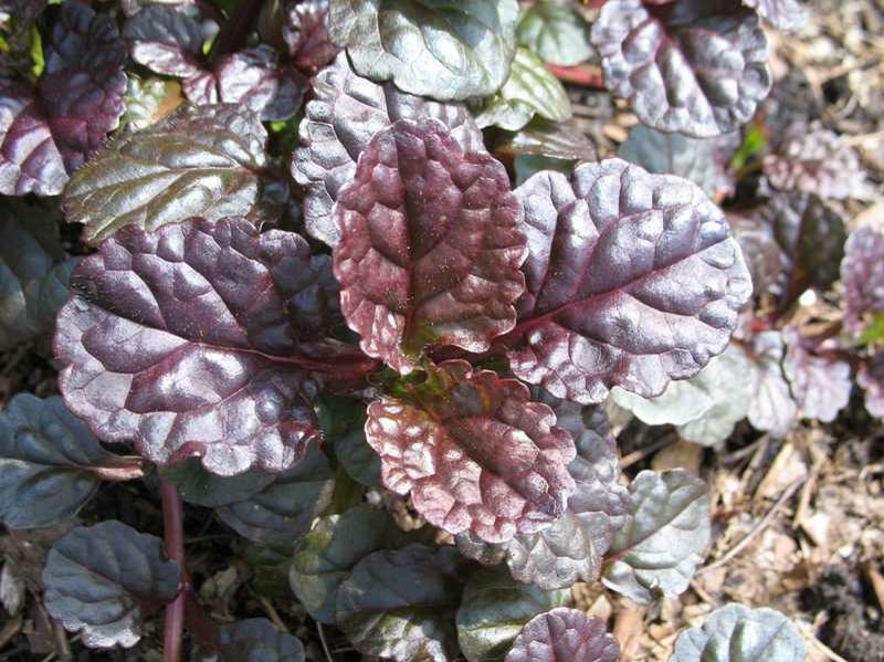 Ajuga Reptans 'Black Scallop' PP15815. Carpet Bugle, Bugleweed. Large, Blackish-Purple In Color