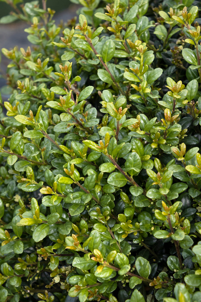 Compacta Japanese Holly Shrub