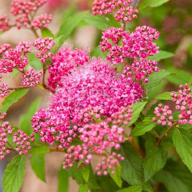 Superstar Spirea