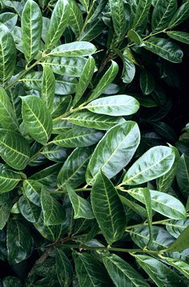 Cherry Laurel- Gorgeous Upright Shrub with White To Cream Flowers