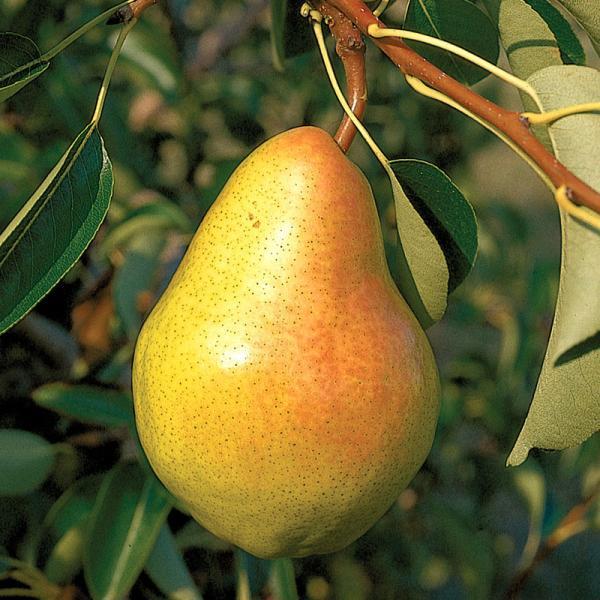 Bartlett Pear Tree