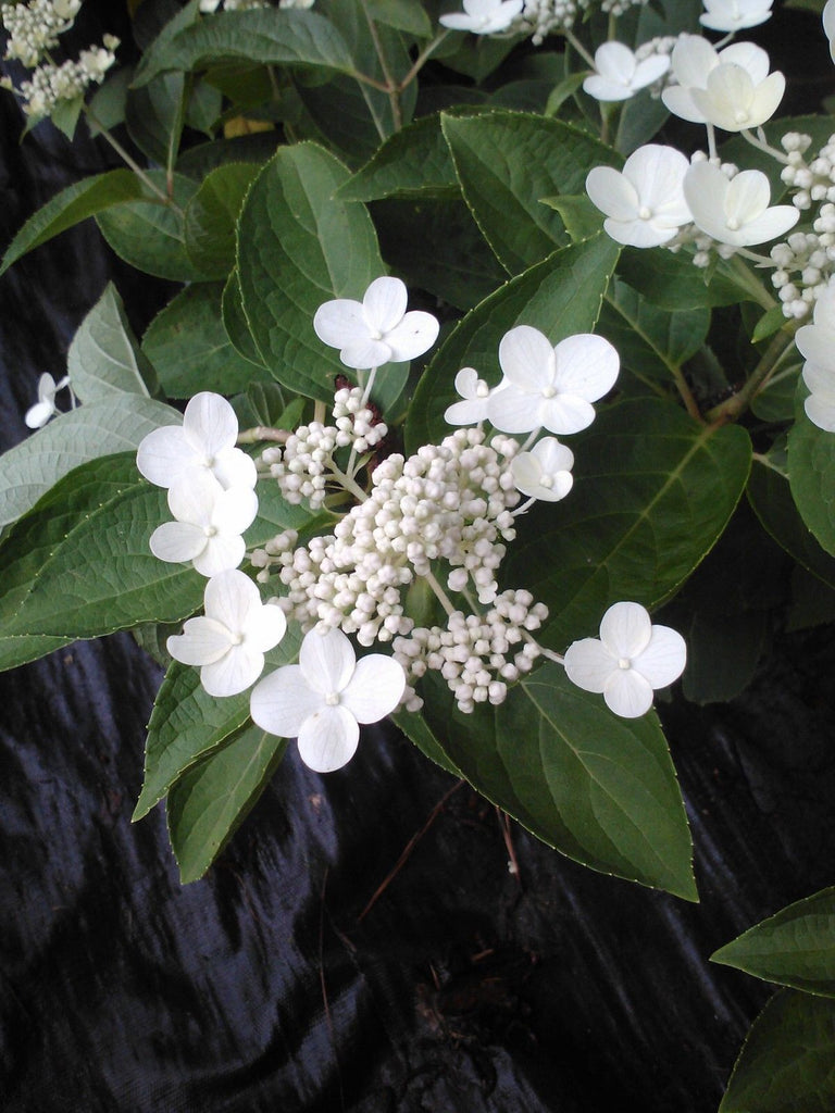 (1 Gallon) Dharuma Hydrangea, Compact, Dwarf, Sun/Shade Unique Beauty Cold Hardy