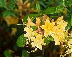 Rhododendron 'My Mary'