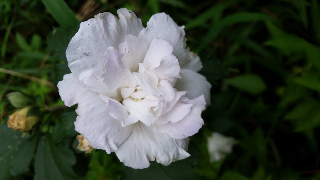 Jeanne De Arc Double White Althea (Rose of Sharon)