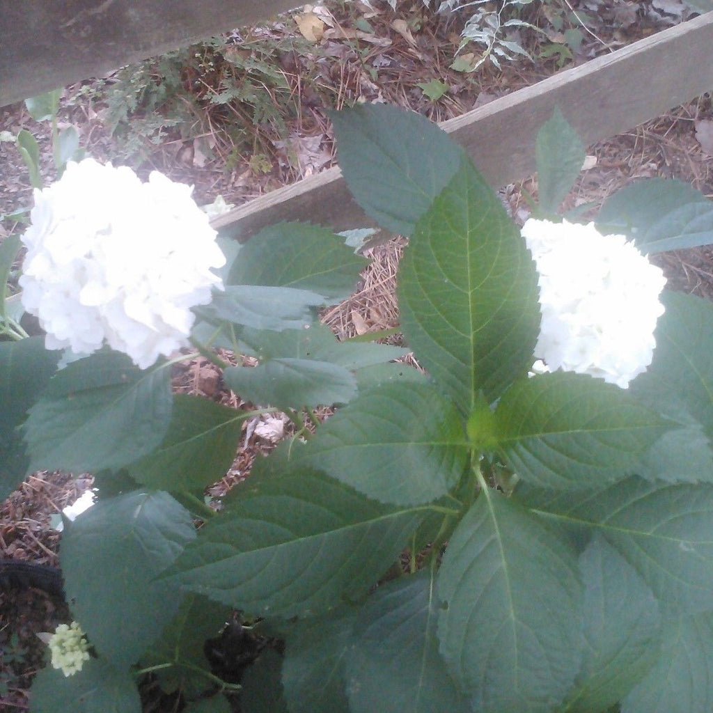 Madame Emile Mouillere' Hydrangea