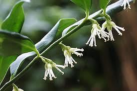 Sarcococca 'Fragrant Sweet Box'