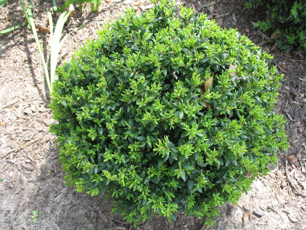 Buy Korean Boxwood Wintergreen Plants & Trees Online 