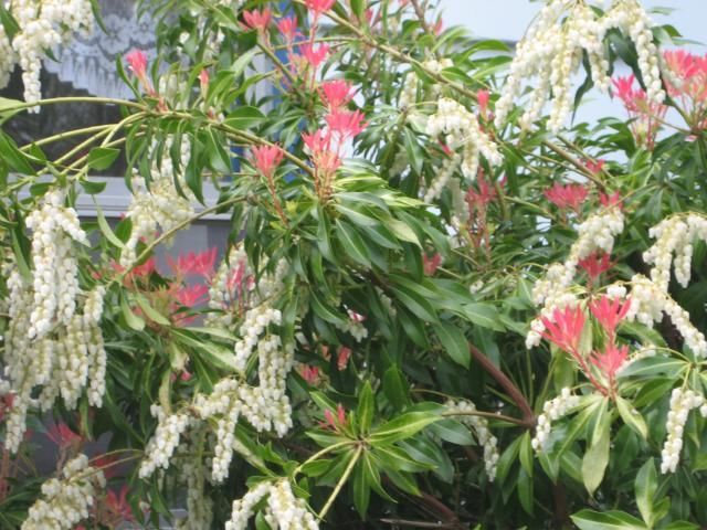 Pieris Japonica