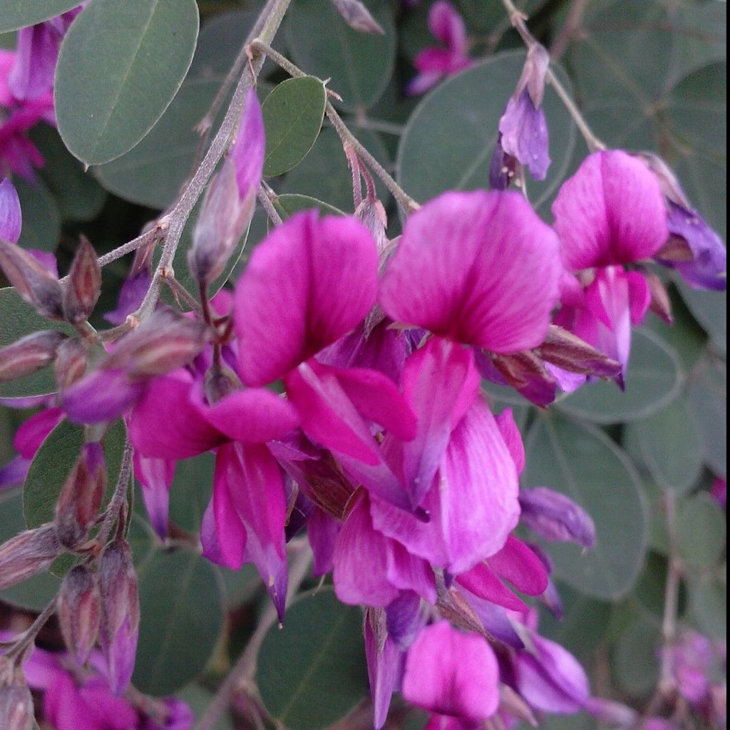 Lespedeza Little Buddy, Dwarf-2 Ft, Gorgeous Clover Flowers, Controls Erosion