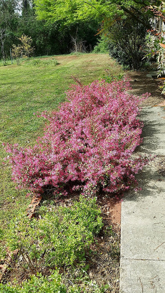 Sizzling Pink Loropetalum (Chinese Fringe Flower)-Burgundy Foliage, Pink Flowers