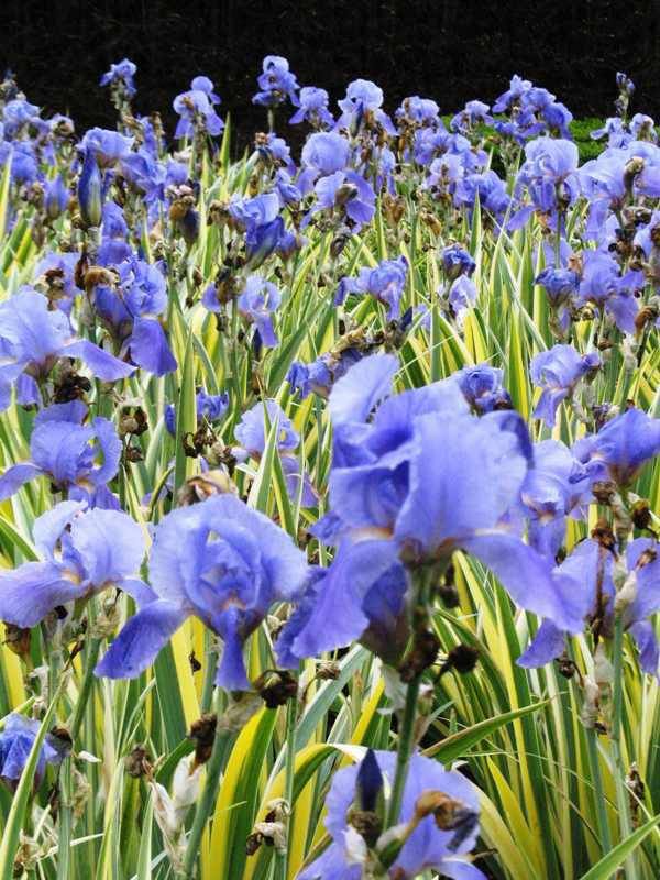 (1 Gallon) Iris Pallida Albo Variegata