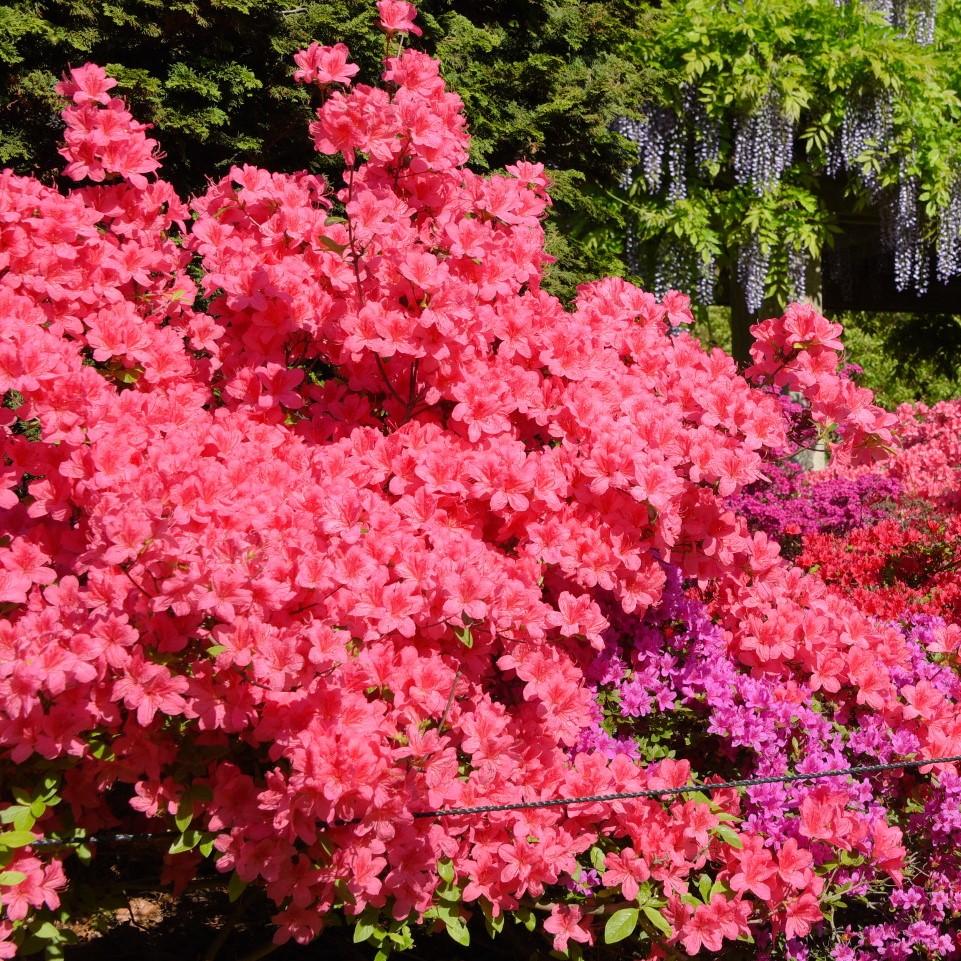 Bloom N Again Azaleas Pink Explosion