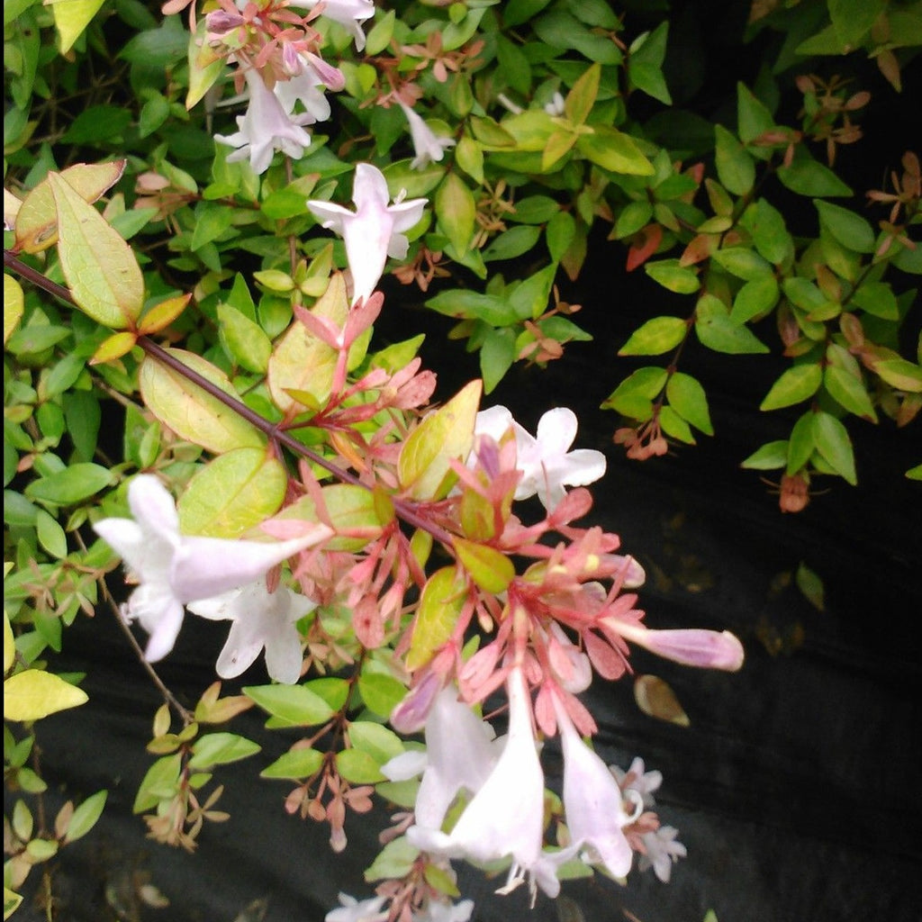 Abelia Grandiflora-Francis Mason