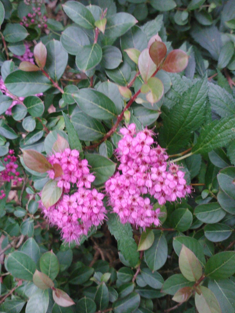 Neon Flash Spirea