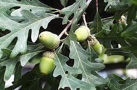 White Oak Tree