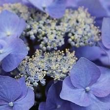 Nightingale Hydrangea