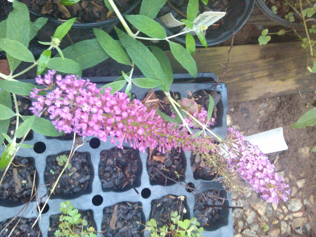 Summer Beauty' Butterfly Bush