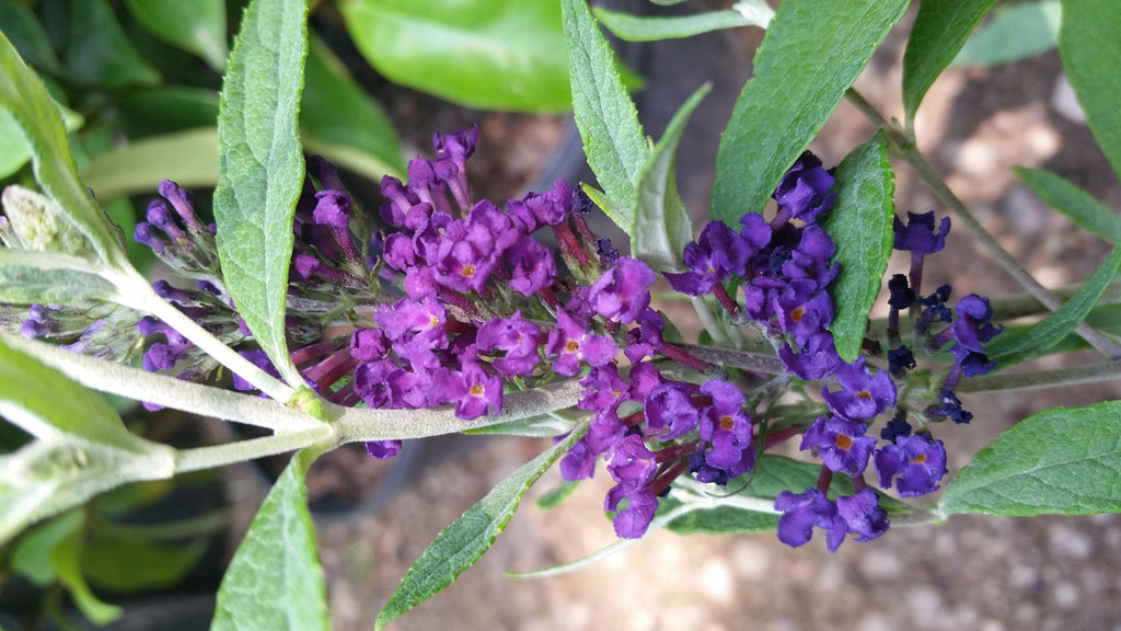 (1 Gallon) Buddleia 'Buzz Midnight' Butterfly Bush'- Dwarf Buddleas