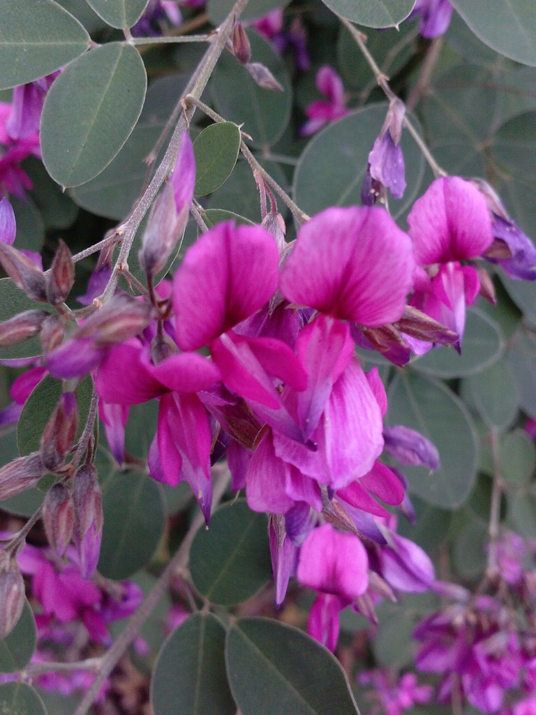 Lespedeza Little Volcano, Gorgeous Flowers, Controls Soil Erosion, Rapid Grower