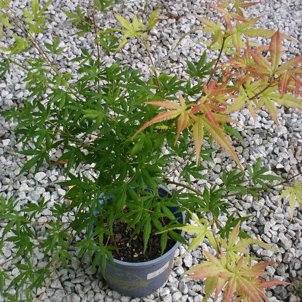 Glowing Embers Japanese Maple