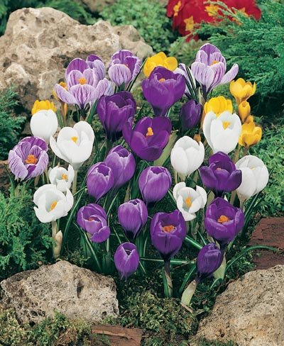 (1 Gallon) Crocus Mixed