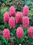 (Pack of 5 BULBS) HYACINTH PINK PEARL glowing, shiny, fragrant Deep pink flowers.