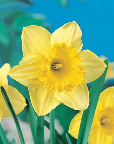 Daffodil