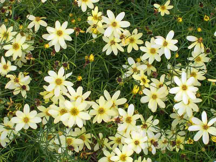 (1 Gallon) Coreopsis Verticillata 'Moonbeam'.Threadleaf Coreopsis.