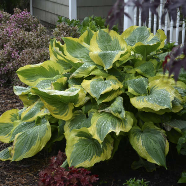 1 Gallon Pot: Hosta Shadowland 'Seducer' PP22413. Plantain Lily