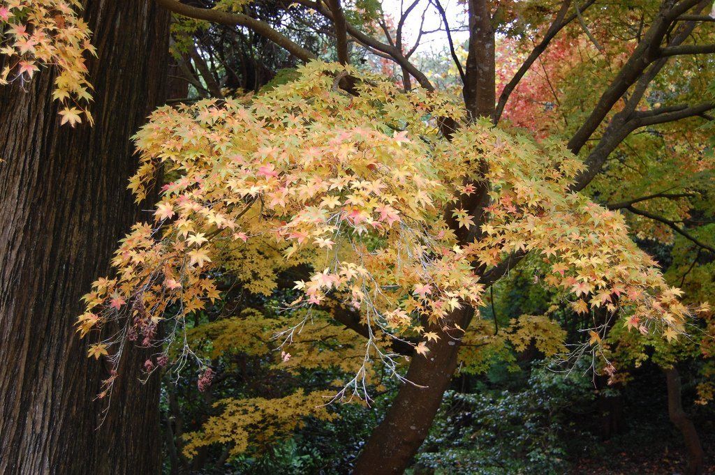 Peve Starfish Multicolor Japanese Maple